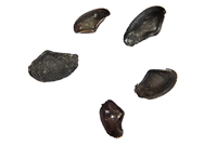 Nuculana scapha